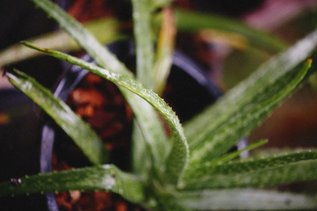 a close up of a plant with green leaves