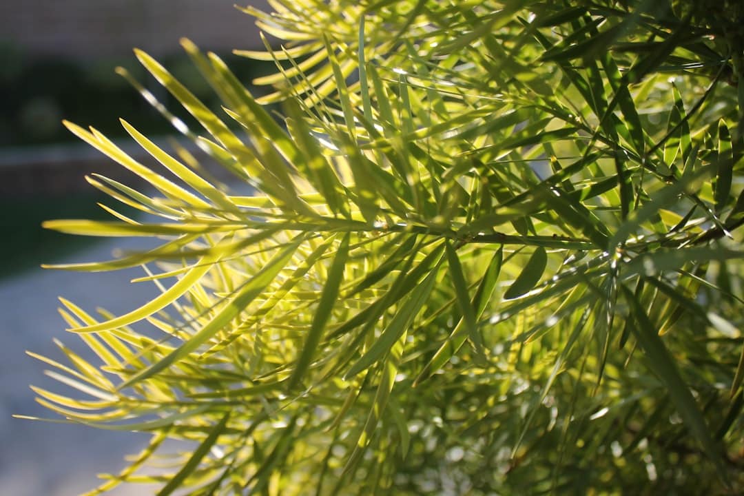 green plant in close up photography