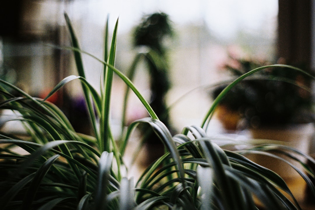 a close up of a potted plant on a table