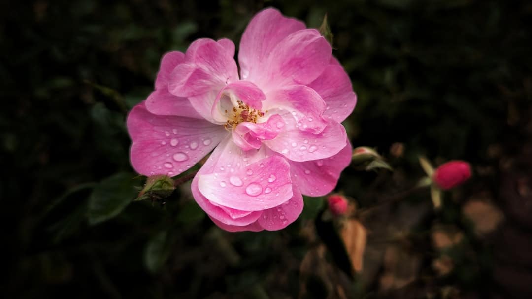 A delicate pink rose with water droplets.