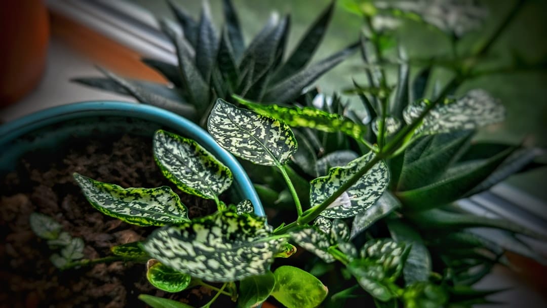 A potted plant sitting on top of a window sill