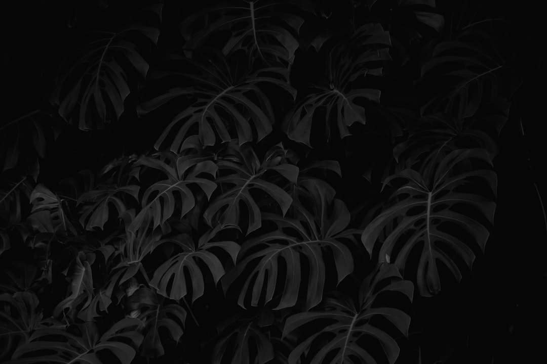 black and white leaf plant