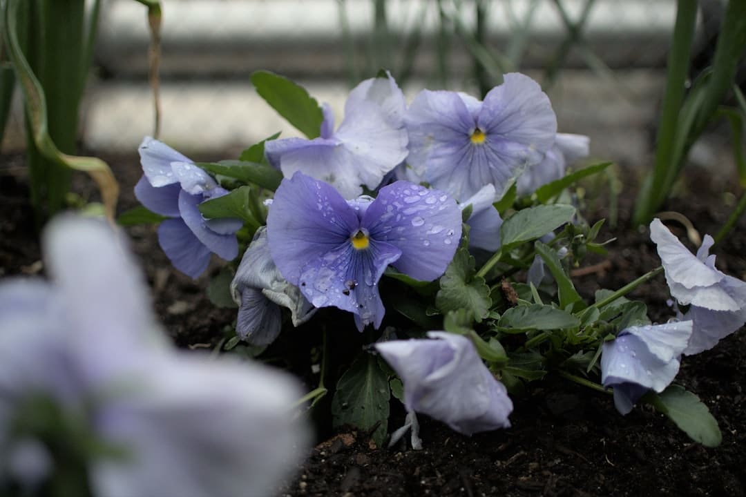 a group of flowers