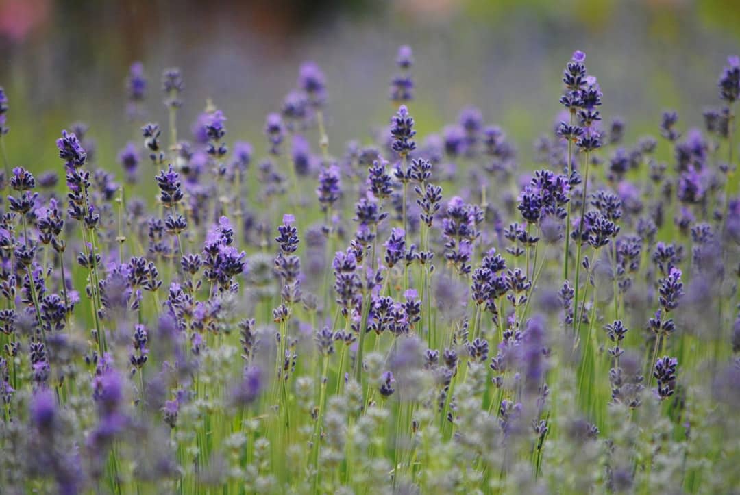 A field of lavender flowers with a blurry background