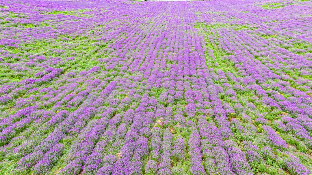 a field of purple flowers