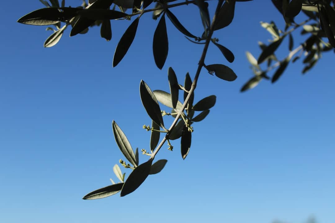 Olive tree branches against a bright blue sky.