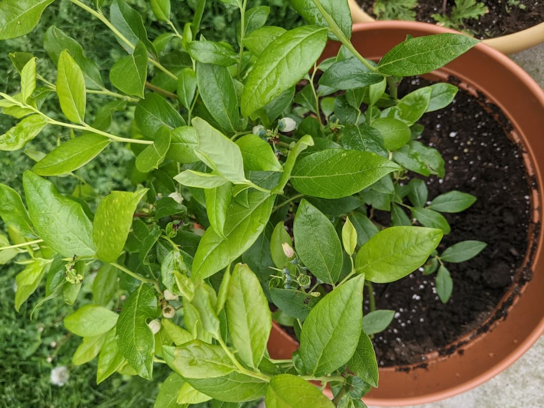 a close up of a potted plant with green leaves