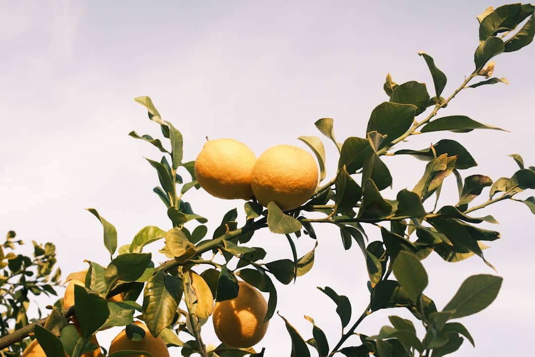 Lemons growing on a tree branch with leaves.