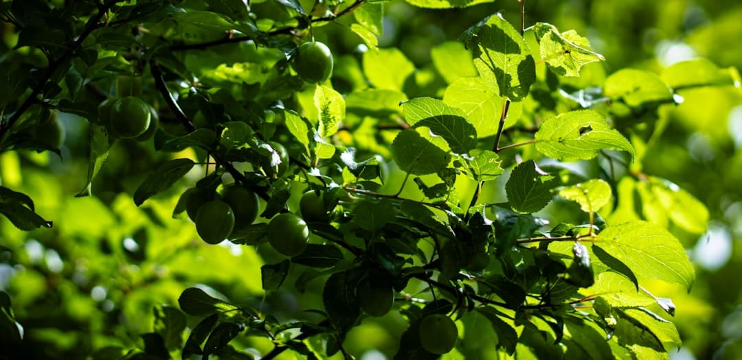 Green leaves and unripe fruits on a tree branch.