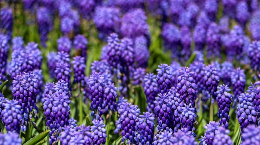 a field of purple flowers with green stems