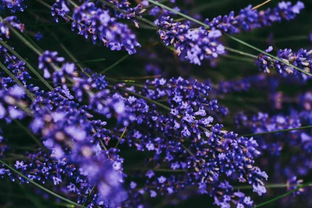 a close up of a bunch of purple flowers