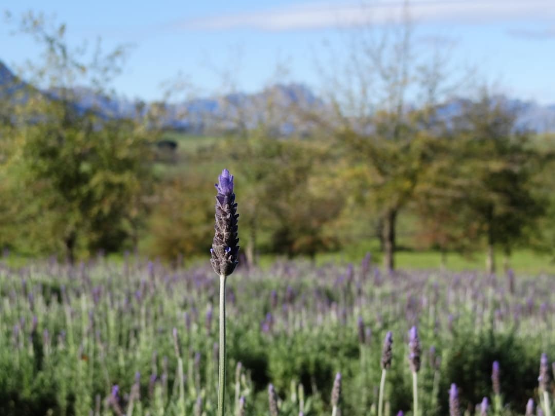A single lavender flower stands in a field with mountains.