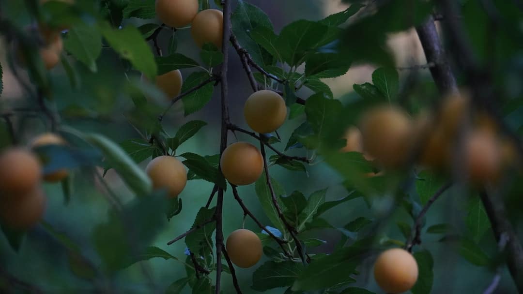 a tree with fruits on it