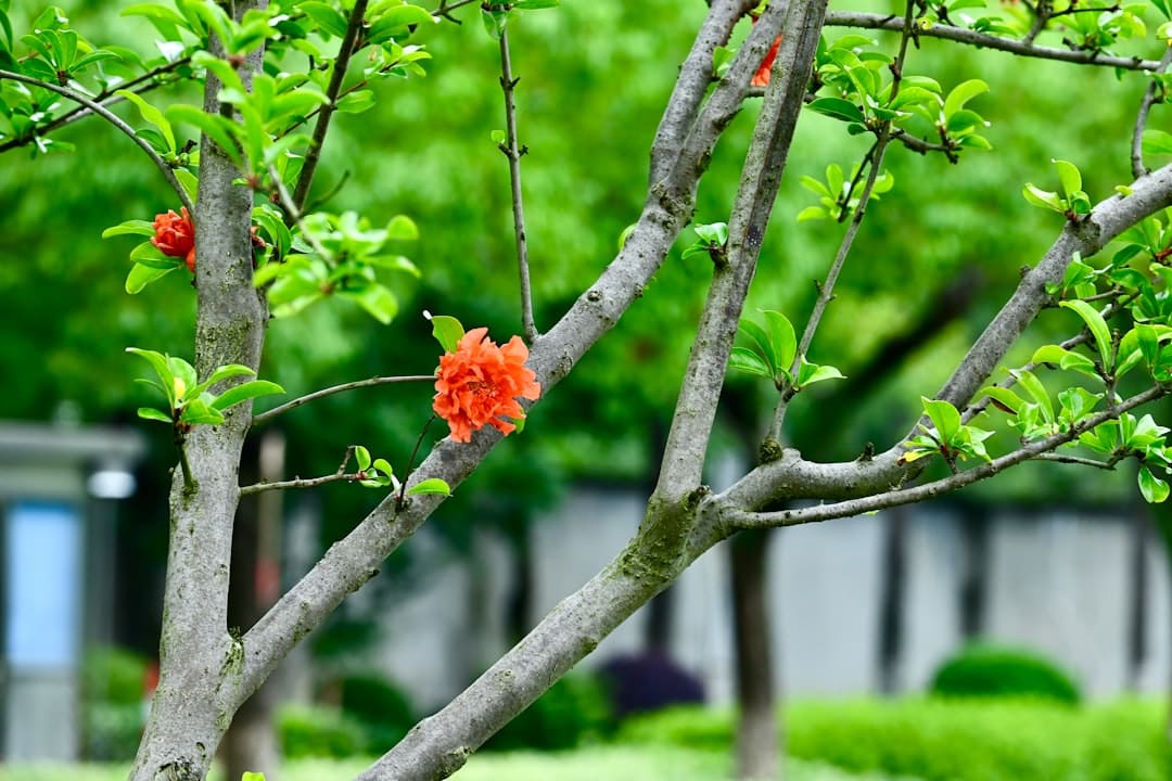 A tree with red flowers in a park
