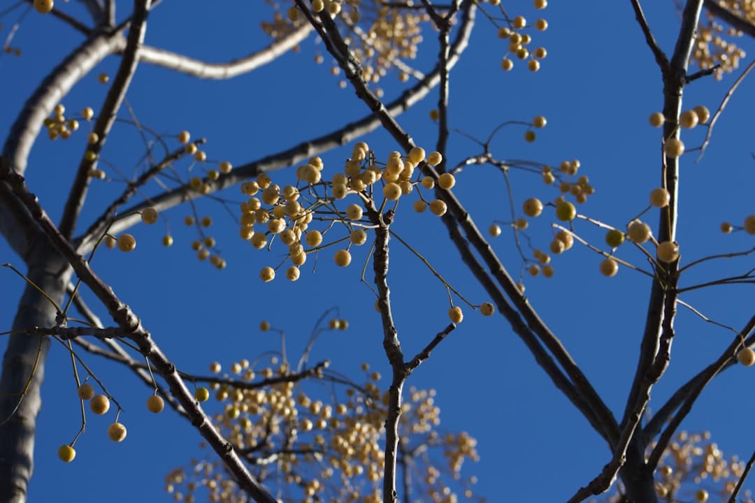 Bare tree branches with small yellow berries against blue sky