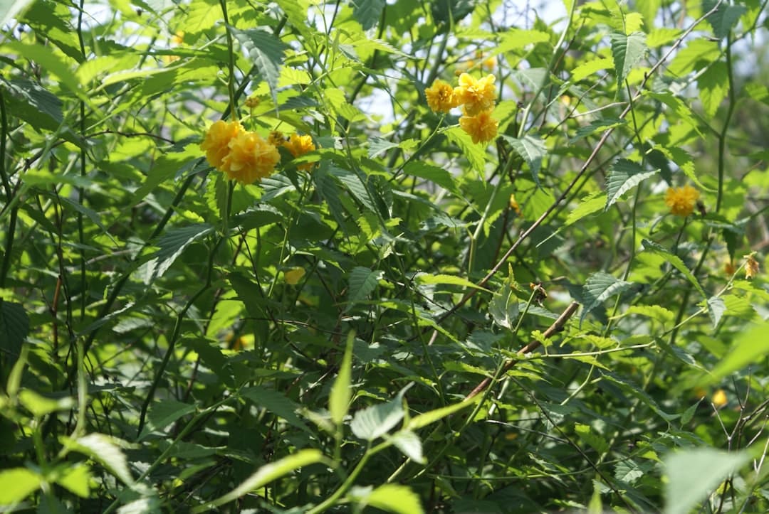 a bunch of yellow flowers growing in a field