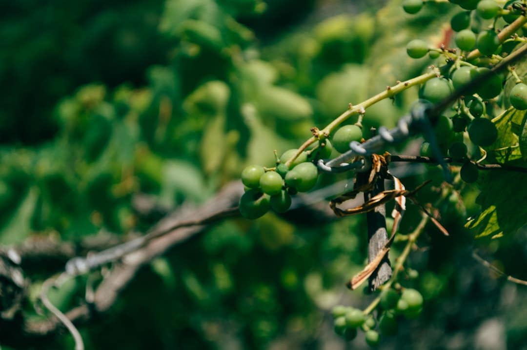 green fruits