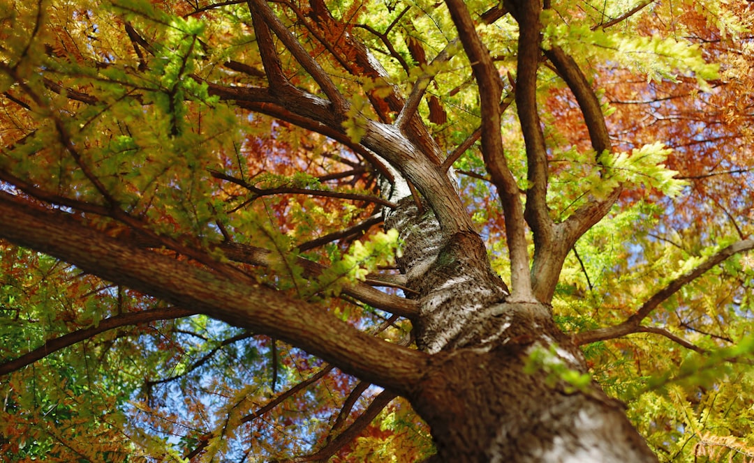 Looking up through autumn tree branches with colorful leaves.