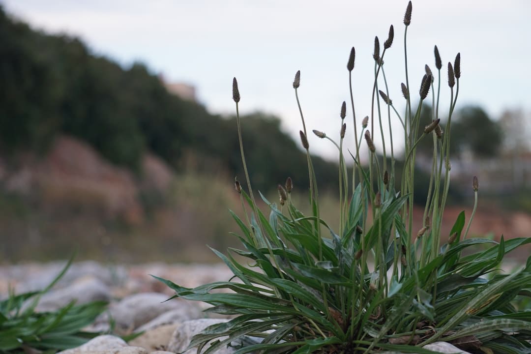 A plant with tall seed stalks grows on rocks.