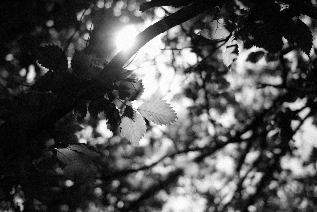 a black and white photo of a tree with a flower