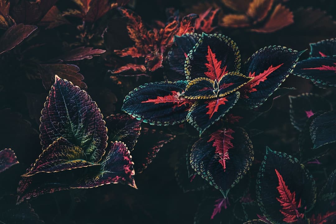 a close up of a plant with red and green leaves