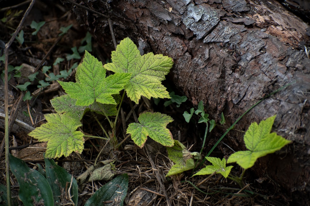 a close up of a plant near a tree