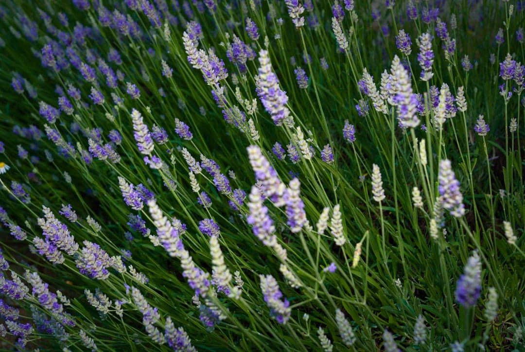 Lavender blooms are in full display.