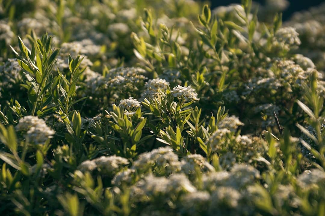 Flowers and green leaves bask in the sunlight.
