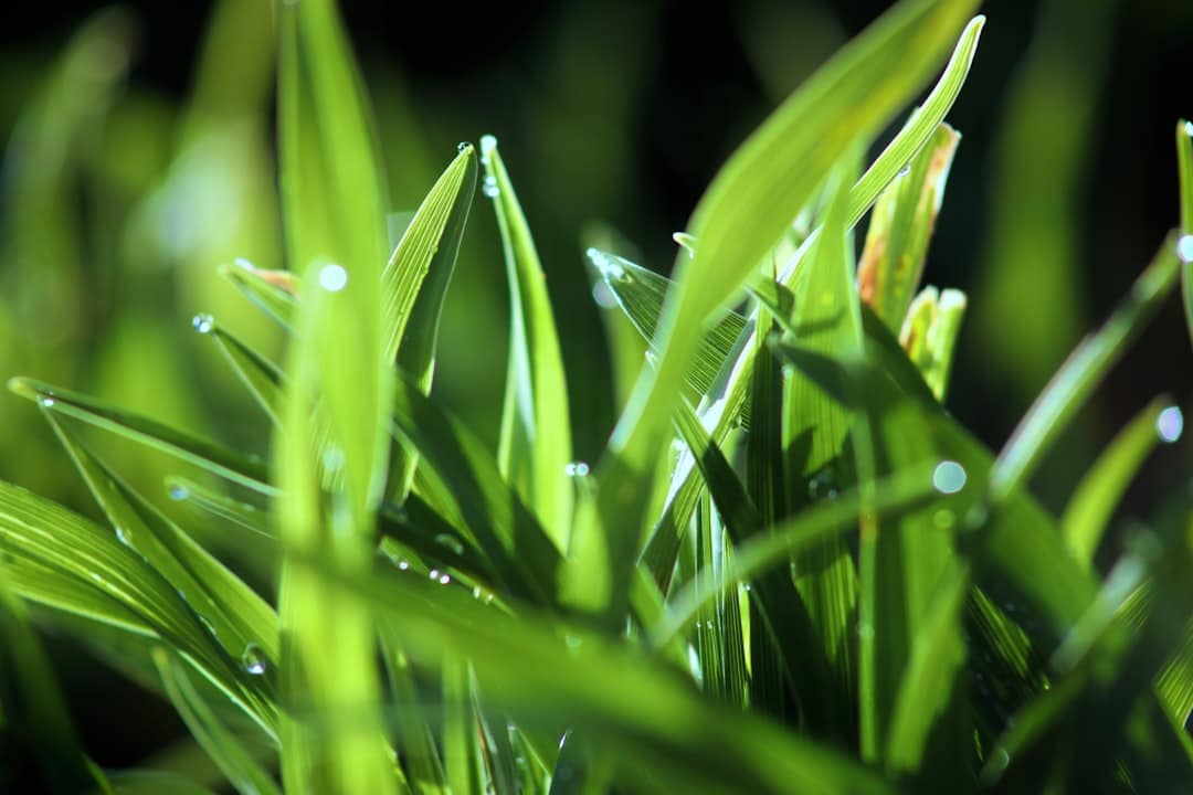 A close up of some green grass with drops of water on it
