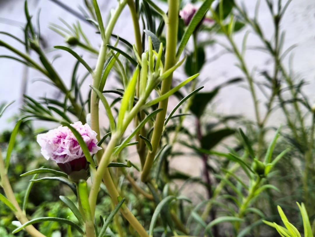 a close up of a flower