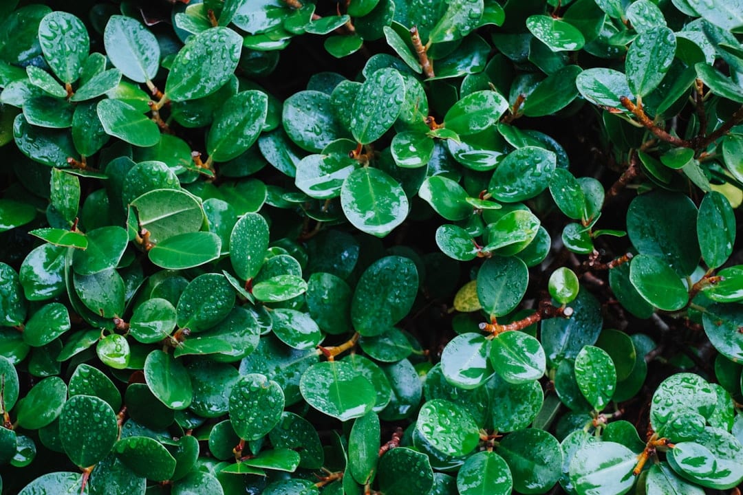 a group of green leaves
