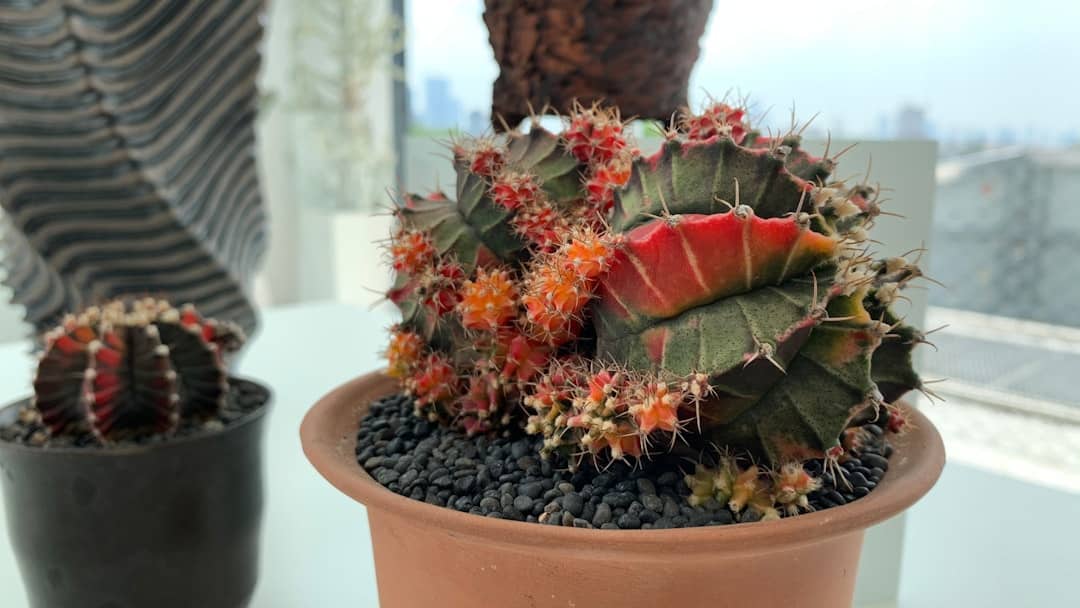 a couple of cactus plants sitting on top of a table