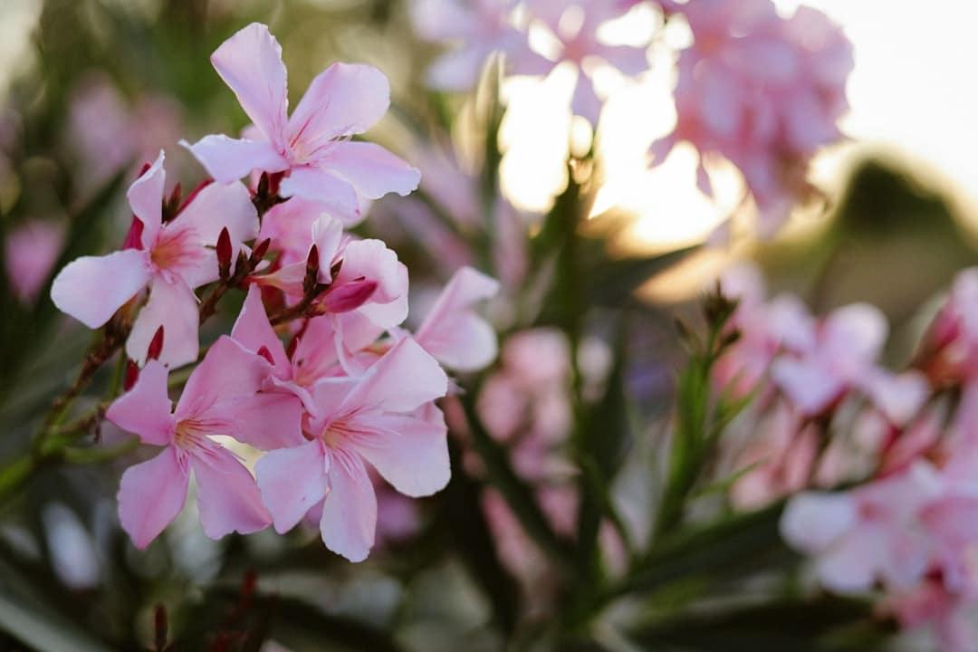Delicate pink flowers bloom in soft sunlight