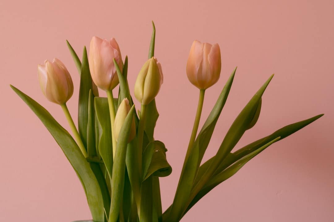 pink tulips in close up photography
