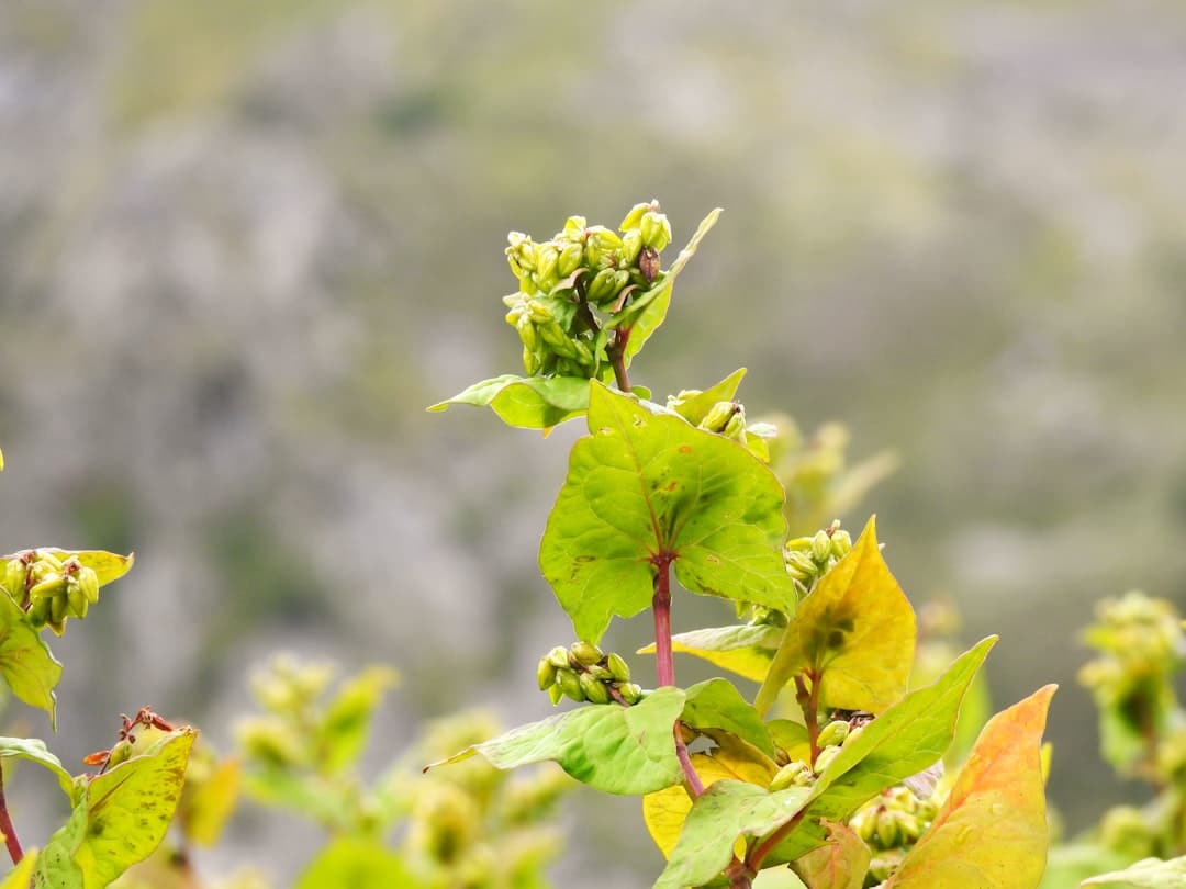 A close up of a tree with green leaves
