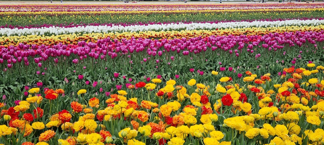 Rows of colorful tulips in a field