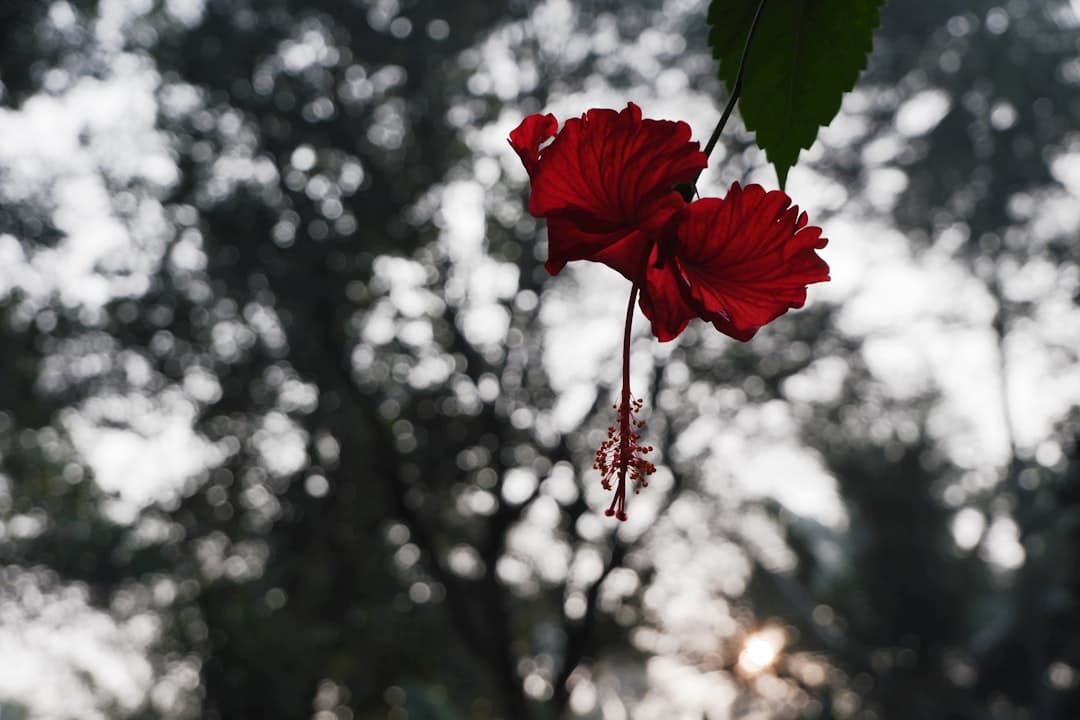 red hibiscus in bloom during daytime