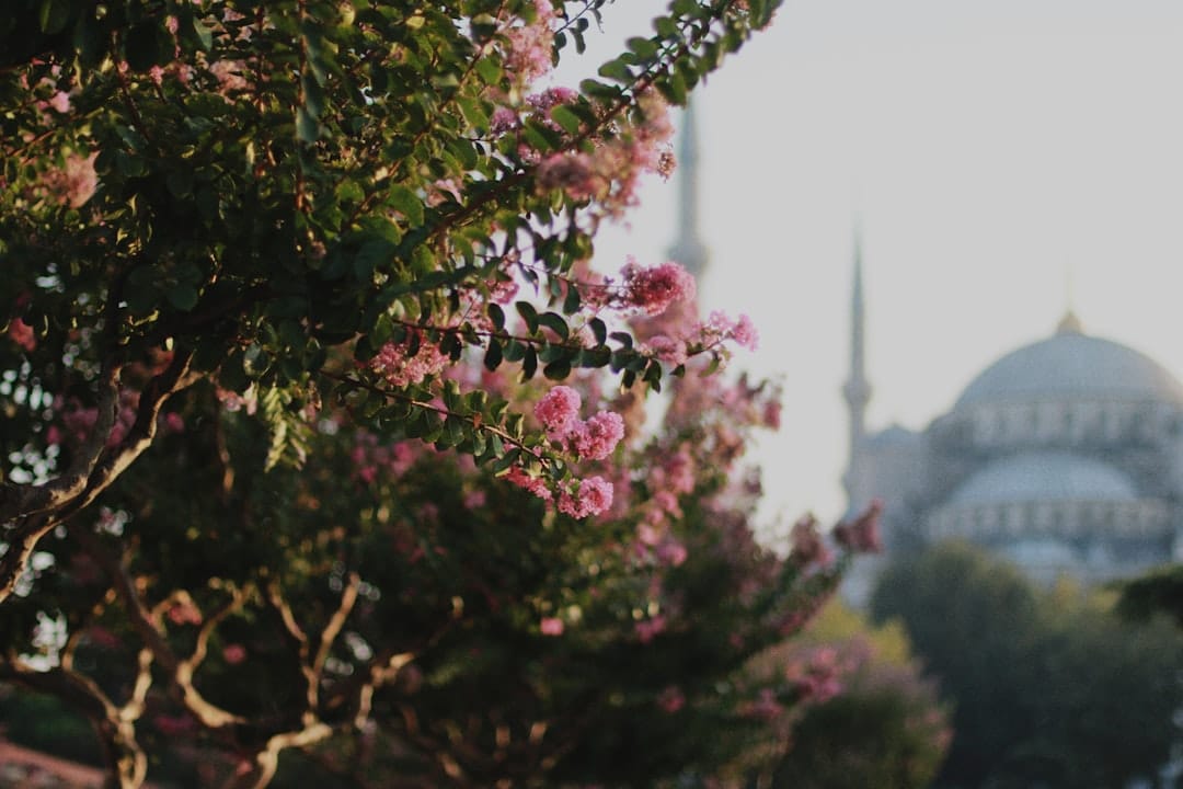 selective focus photography of pink-petaled flowers