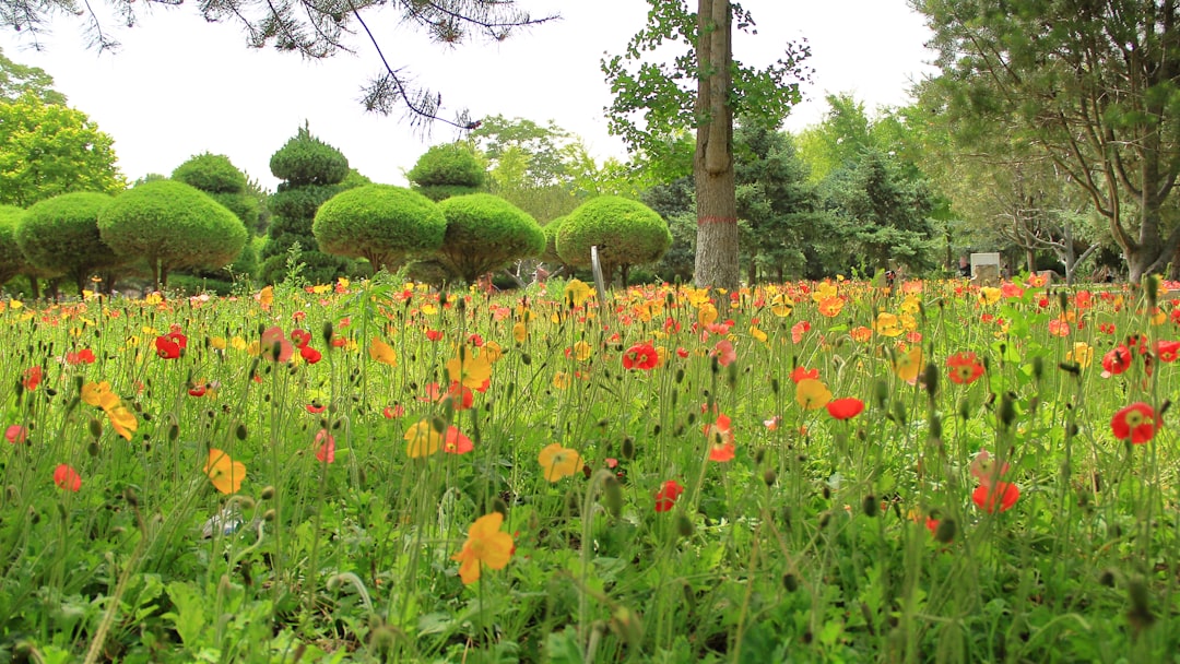 red and yellow flower field