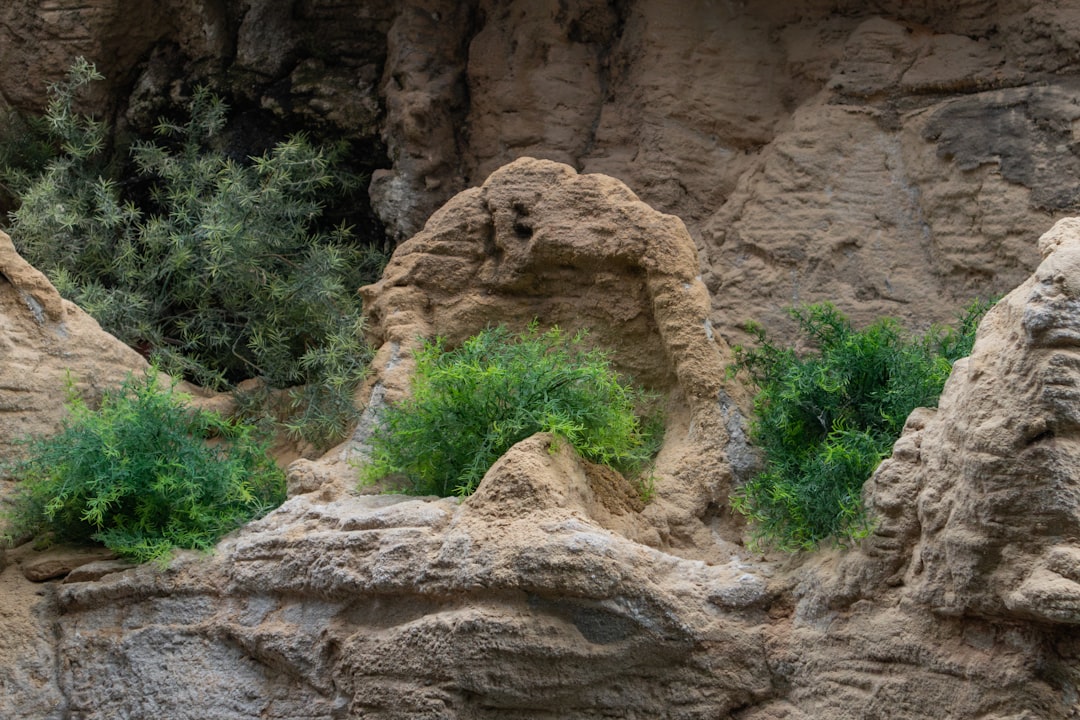 A group of rocks with plants growing out of them