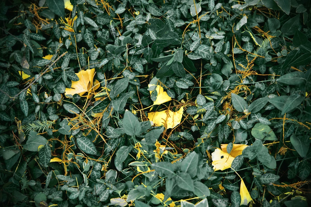 Green foliage with scattered yellow leaves