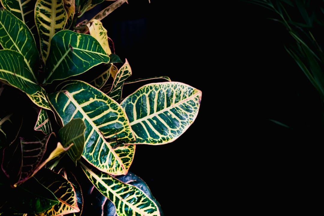 A close up of a plant with green leaves