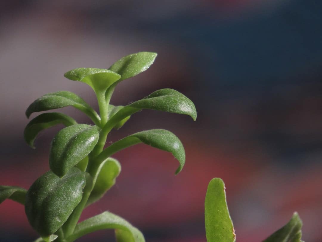 A close up of a plant with leaves
