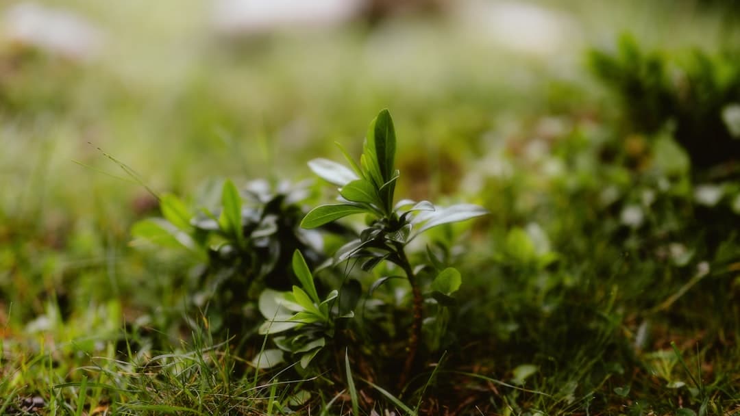 A close up of a small plant in the grass