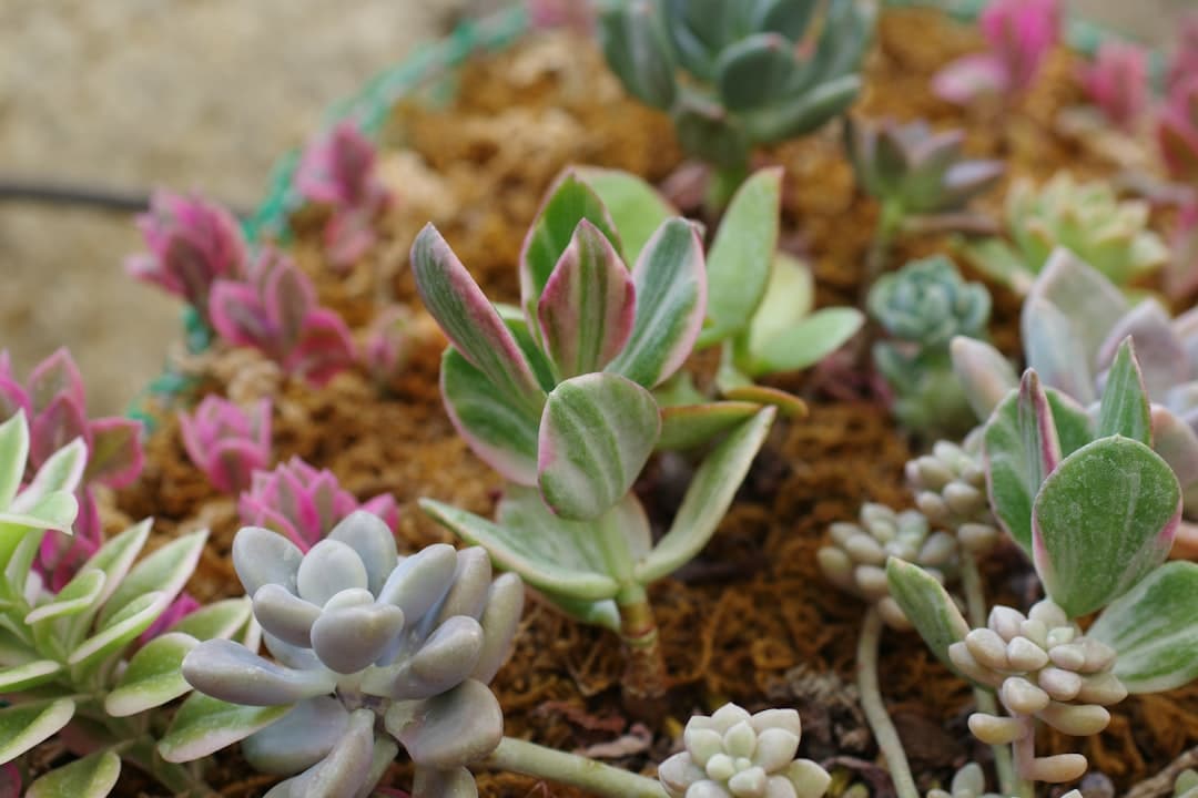 A close up of a bunch of small plants