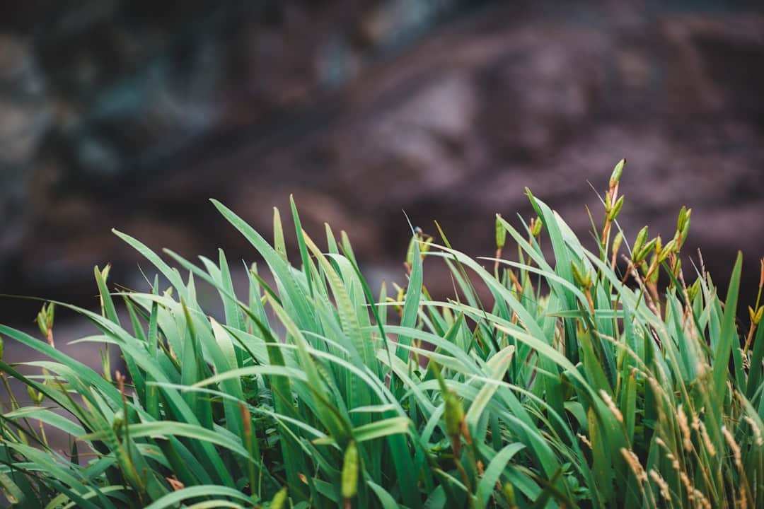 green grass in tilt shift lens