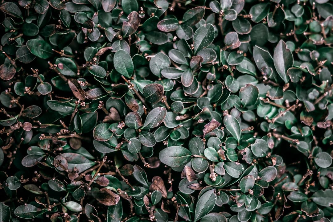 a close up of a plant with green leaves