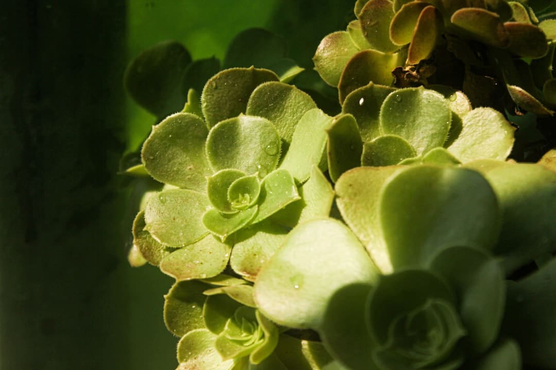 green plant in close up photography