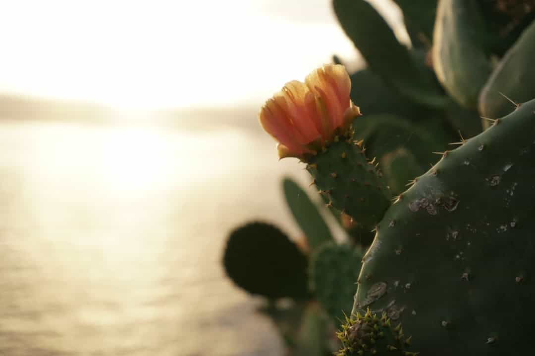 a close up of a cactus with the ocean in the background