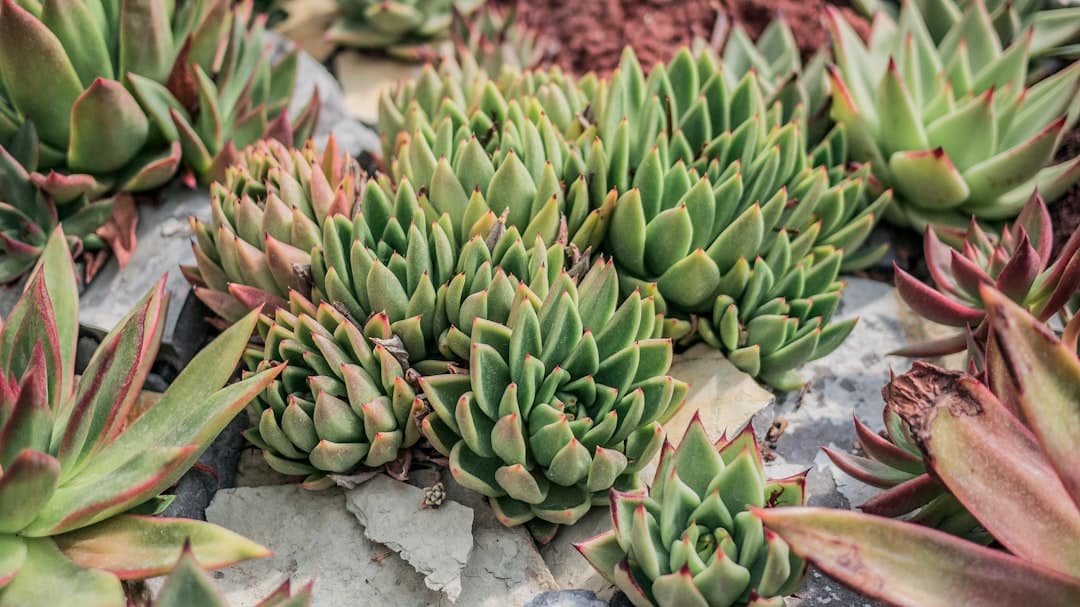 succulent plants during daytime